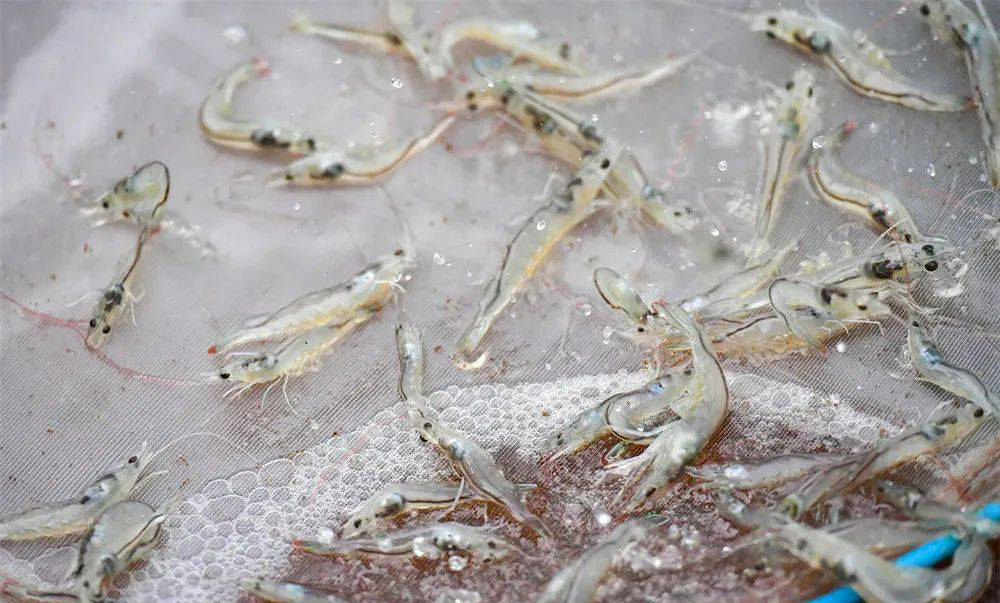 水產(chǎn)養(yǎng)殖如何控制蝦池堿度？