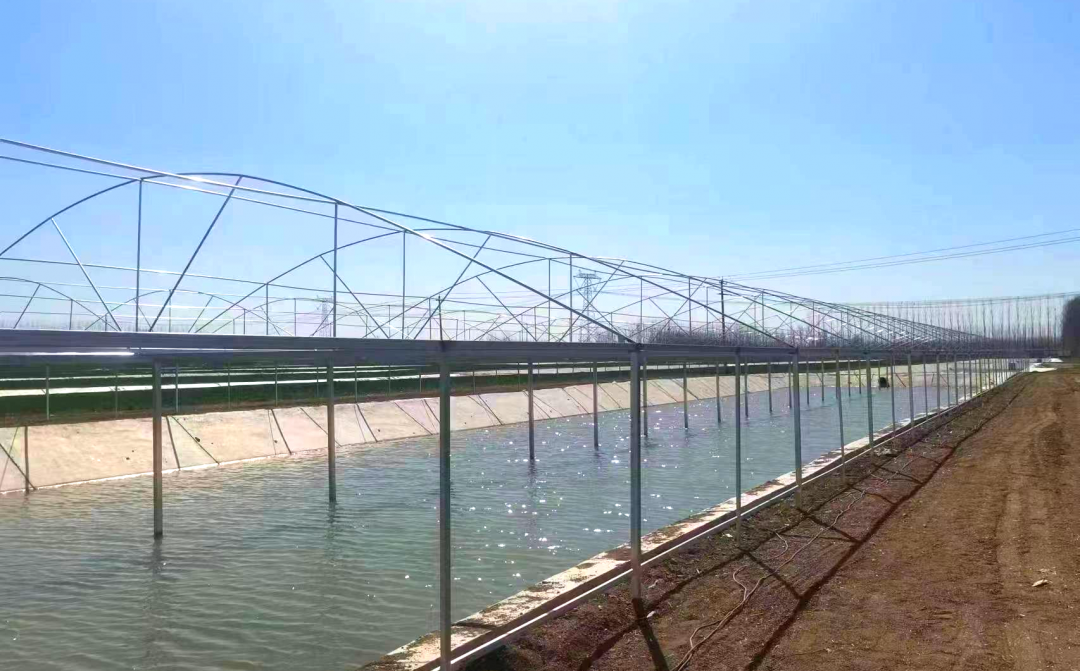 魚蝦養(yǎng)殖中，有毒氣體產(chǎn)生的原因和危害